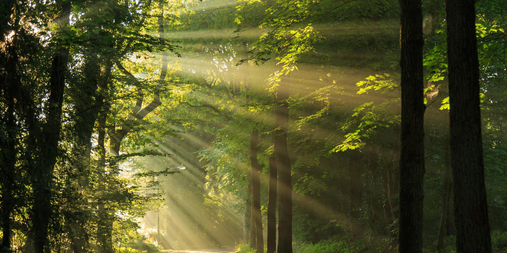 Spritzschutz - erleuchtende Sonnenstrahlen in den Wald