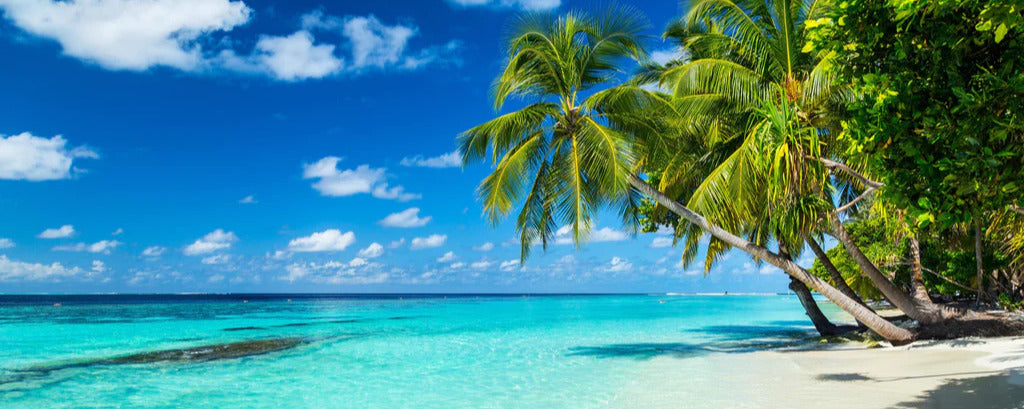 Spritzschutz - Kokospalmen am Strand in der Karibik