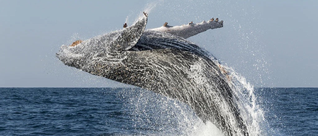 Spritzschutz - Großer Buckelwal beim Auftauchen
