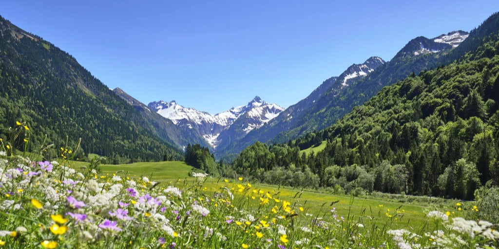 Spritzschutz - Bunte Wiese in den Alpen