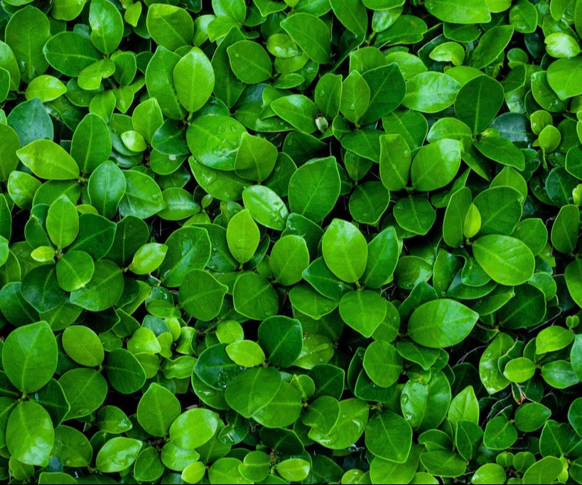 Spritzschutz - Grüne saftige Busch Blätter