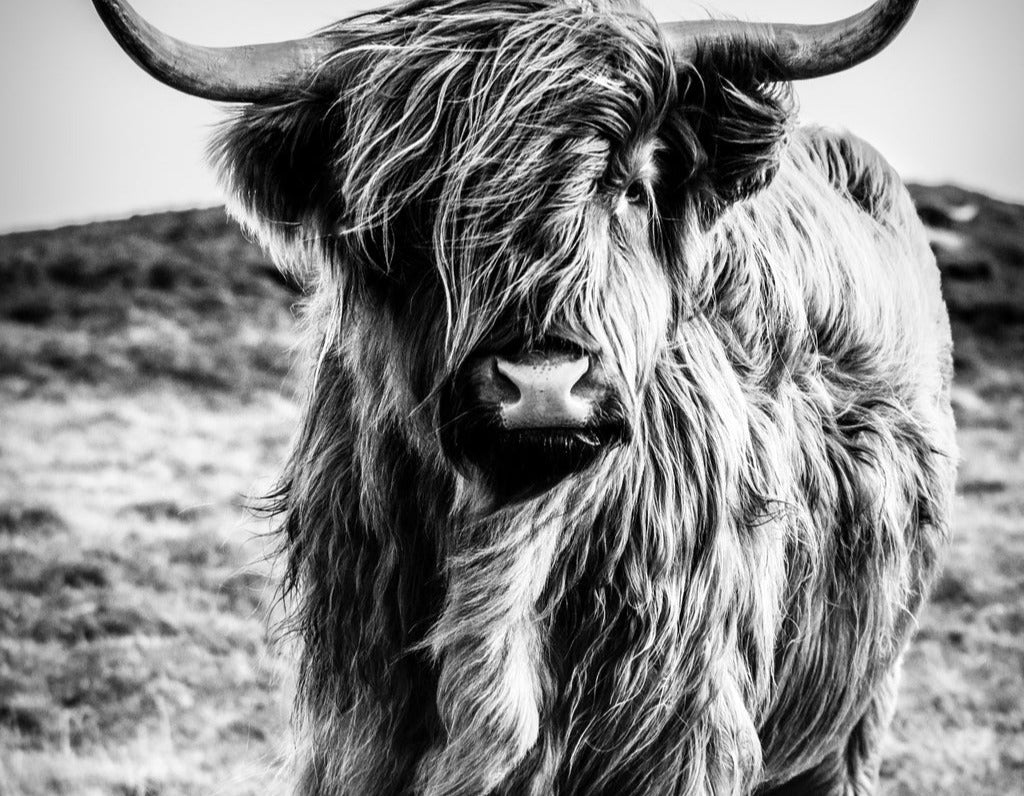 Spritzschutz - Hochlandkuh in Schwarz-weiß
