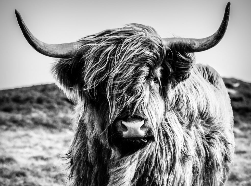 Spritzschutz - Hochlandkuh in Schwarz-weiß