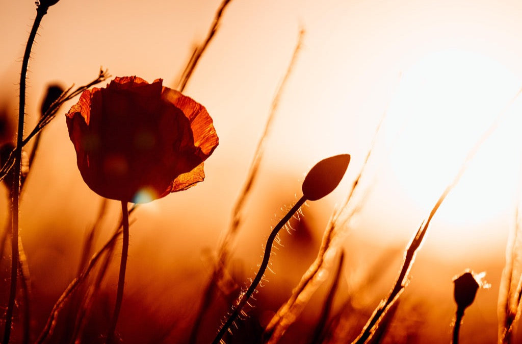 Spritzschutz - Klatschmohn bei Sonnenuntergang