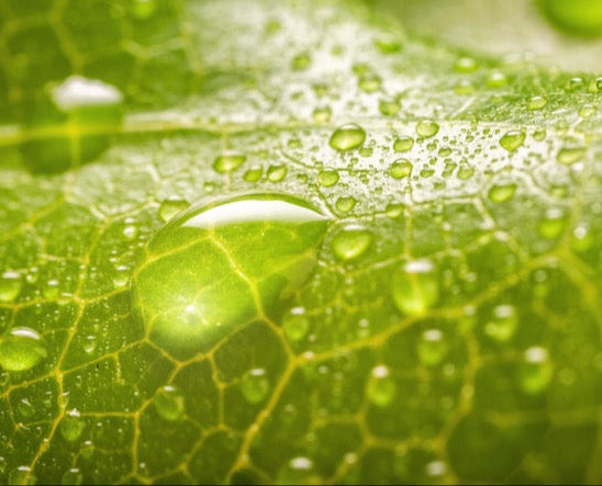 Spritzschutz - Feuchtes Blatt