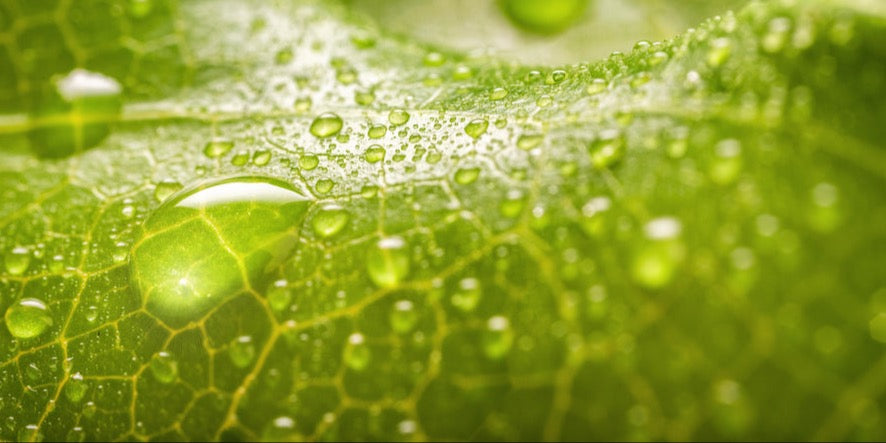 Spritzschutz - Feuchtes Blatt