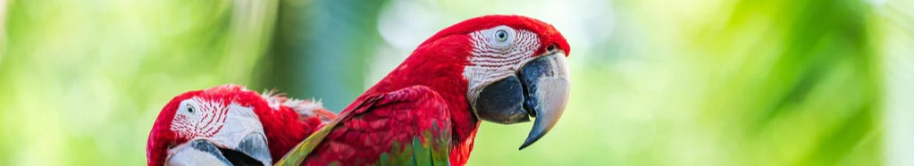 Acryl Bild-Foto - Verspieltes Papagei Paar auf Ast