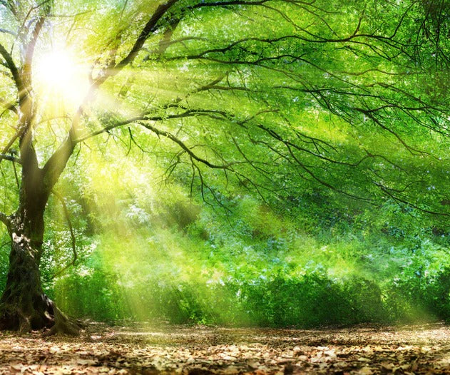 Wandbild - Energiegeladener Wald
