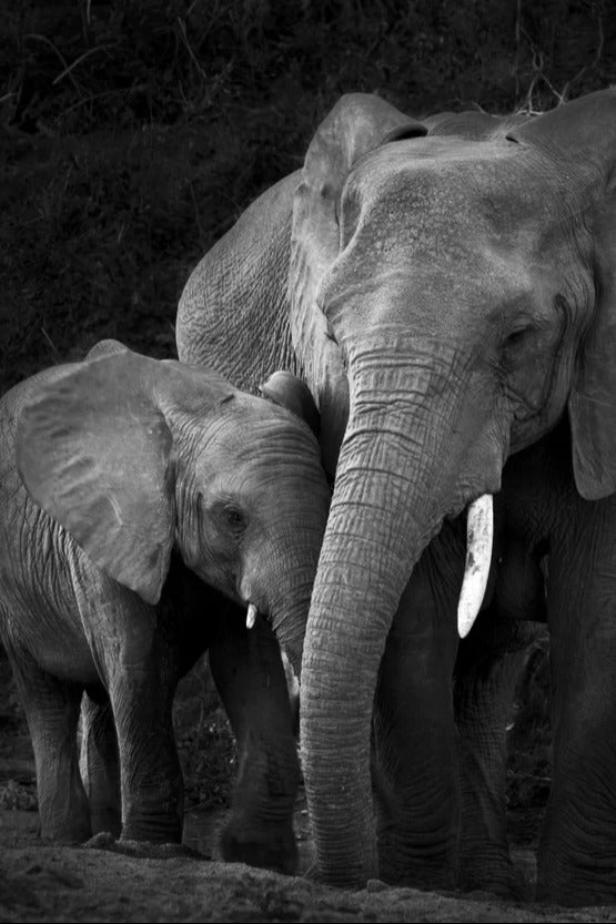Wandbild - Elefanten in der Natur - schwarz-weiß
