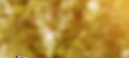 2-52545154121995-44359402258699.png