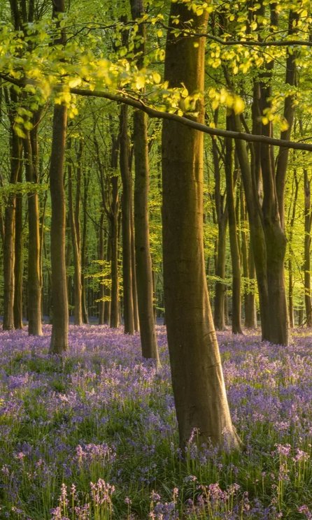 2-53315426255115-46375882817803.jpeg