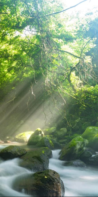 Duschrückwand - Shangrenzawa