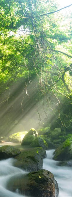 Duschrückwand - Shangrenzawa