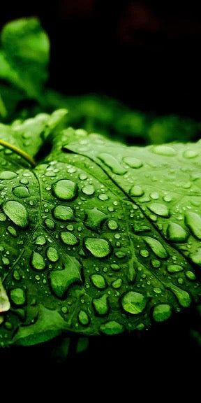 Duschrückwand - Wassertropfen auf einem Blatt