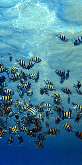 Duschrückwand - Fische im klarem Meer