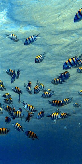 Duschrückwand - Fische im klarem Meer