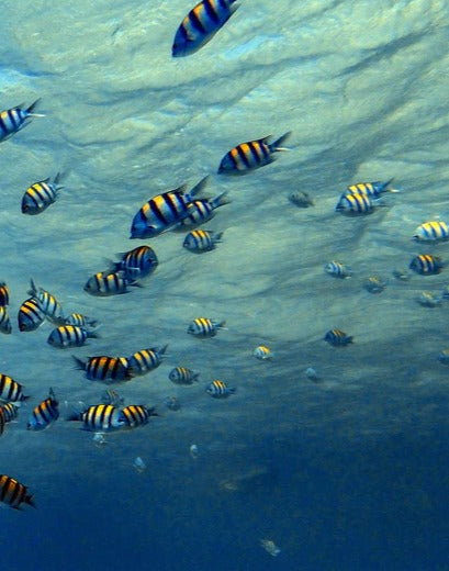 Duschrückwand - Fische im klarem Meer