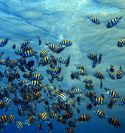 Duschrückwand - Fische im klarem Meer