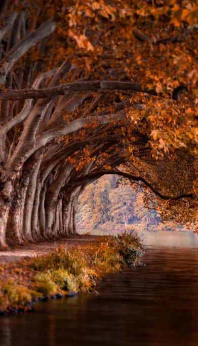 Duschrückwand - Baldeneysee in Essen im Herbst