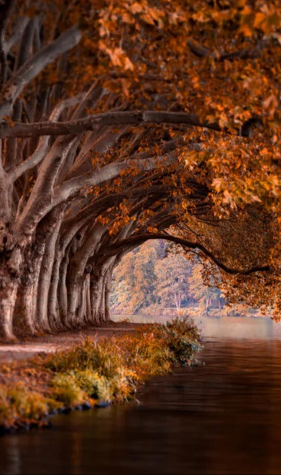 Duschrückwand - Baldeneysee in Essen im Herbst