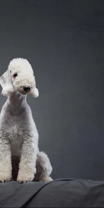 Duschrückwand - Welpe und erwachsener Bedlington Terrier