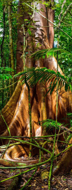 Duschrückwand - Feigenbaum