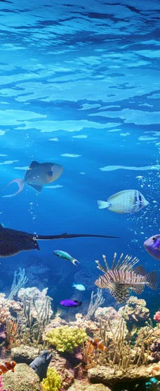 Duschrückwand - Vielfältige Unterwasserwelt