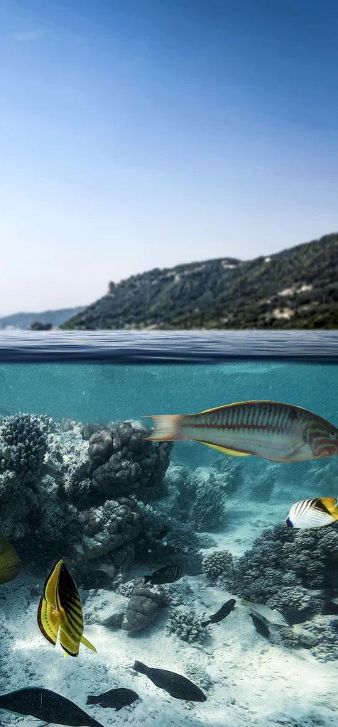 Duschrückwand - Exotische Fische im Korallenriff