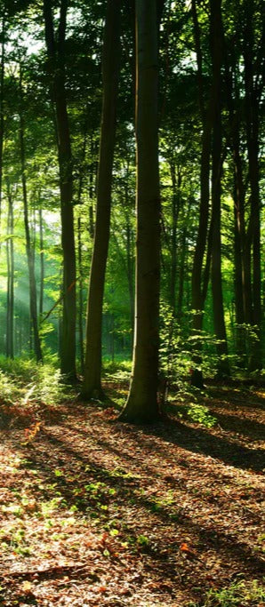 Duschrückwand - Sonnenaufgang im Bayrischem Wald