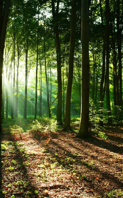 Duschrückwand - Sonnenaufgang im Bayrischem Wald