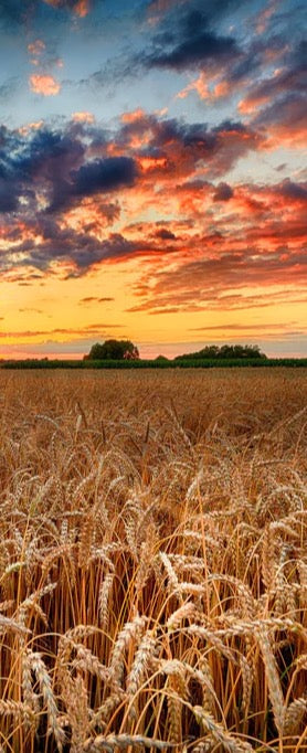Duschrückwand - Sommer-Sonnenaufgang über Weizenfeldern in der Ukraine