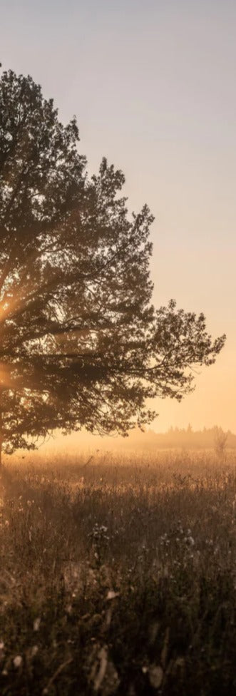 Duschrückwand - Baum an einem frühen Herbstmorgen in Russland