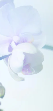 3-52707407069451-60776733802763.png