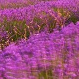 3-53343661555979-44331529011467.jpeg
