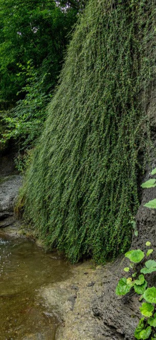 Duschrückwand - Wasserfall im Wald - Utopie