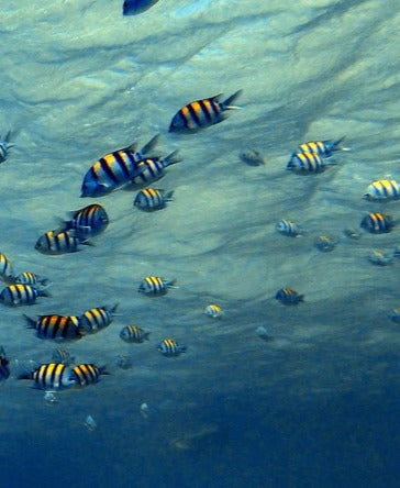 Duschrückwand - Fische im klarem Meer