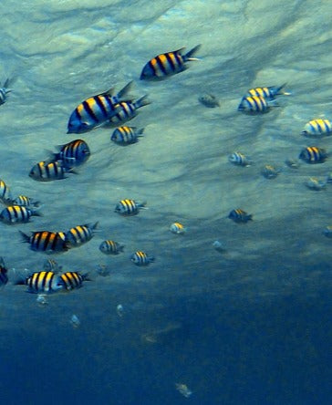 Duschrückwand - Fische im klarem Meer