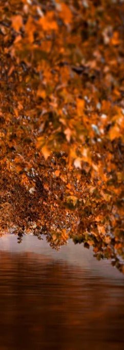 Duschrückwand - Baldeneysee in Essen im Herbst