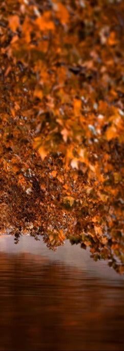 Duschrückwand - Baldeneysee in Essen im Herbst
