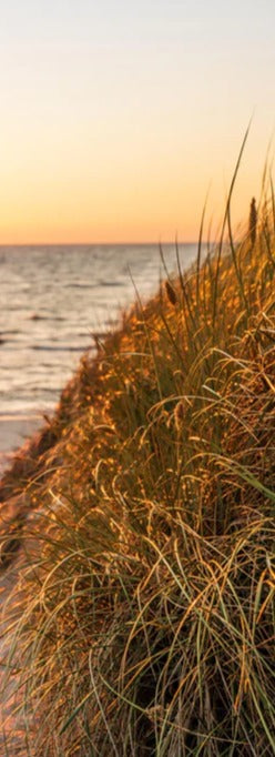 Duschrückwand - Dünen am Strand an der Nordsee bei Sonnenuntergang