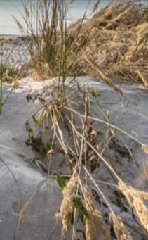 Duschrückwand - Friedlicher Ausblick an der Ostseeküste