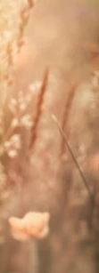 4-51299038069003-44325476761867.png