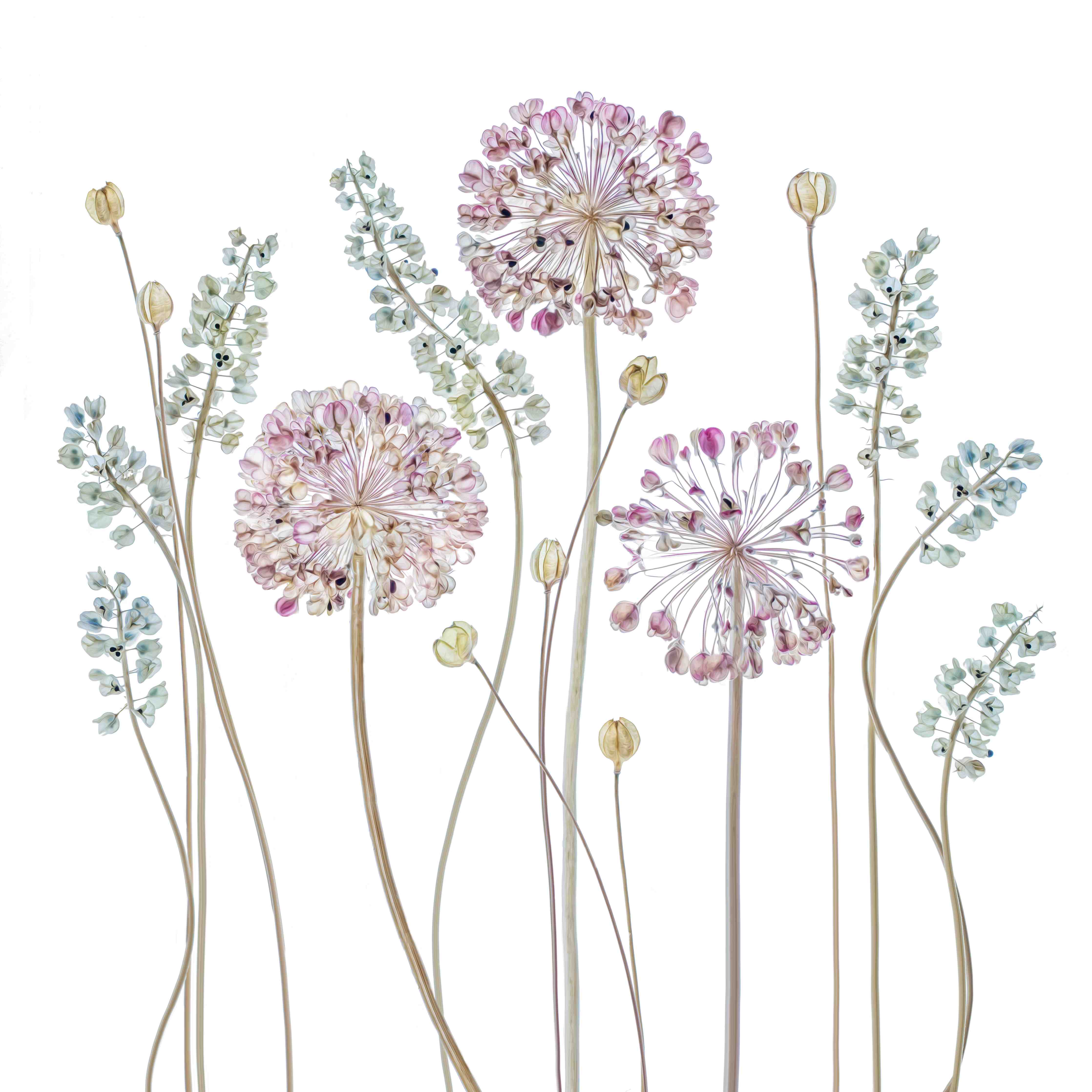 Babyzimmer Wandgestaltung-Allium Pflanzen - Floral