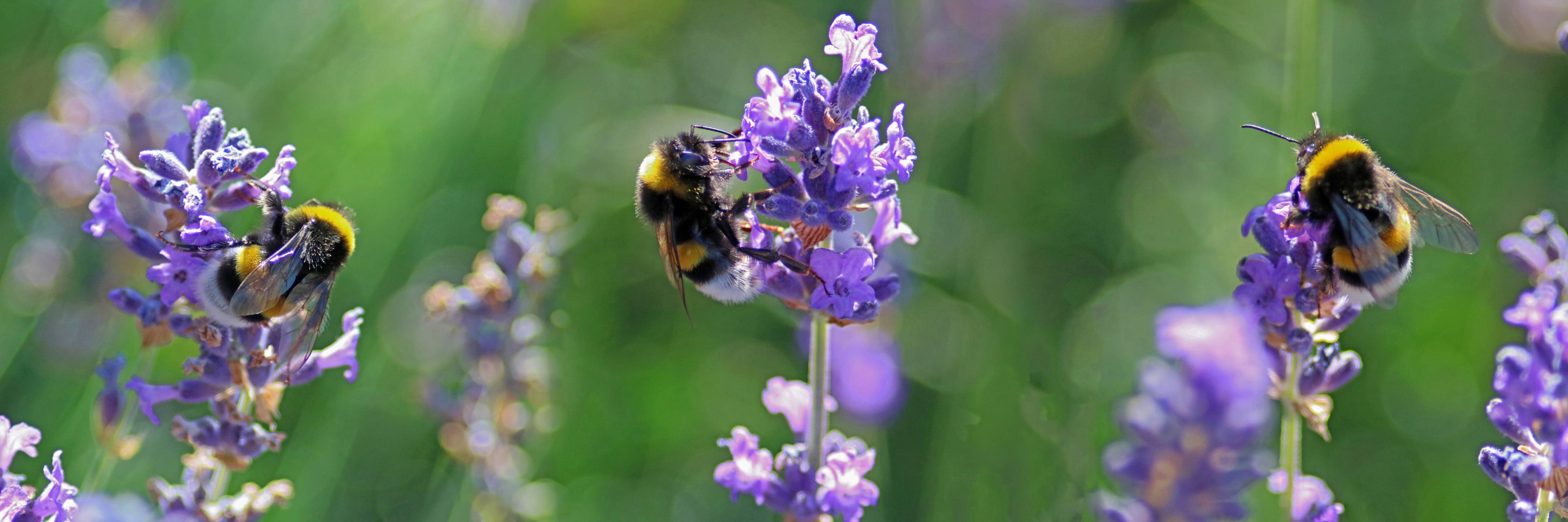Babyzimmer Wandgestaltung-Bienen auf Lavendel im Grünen