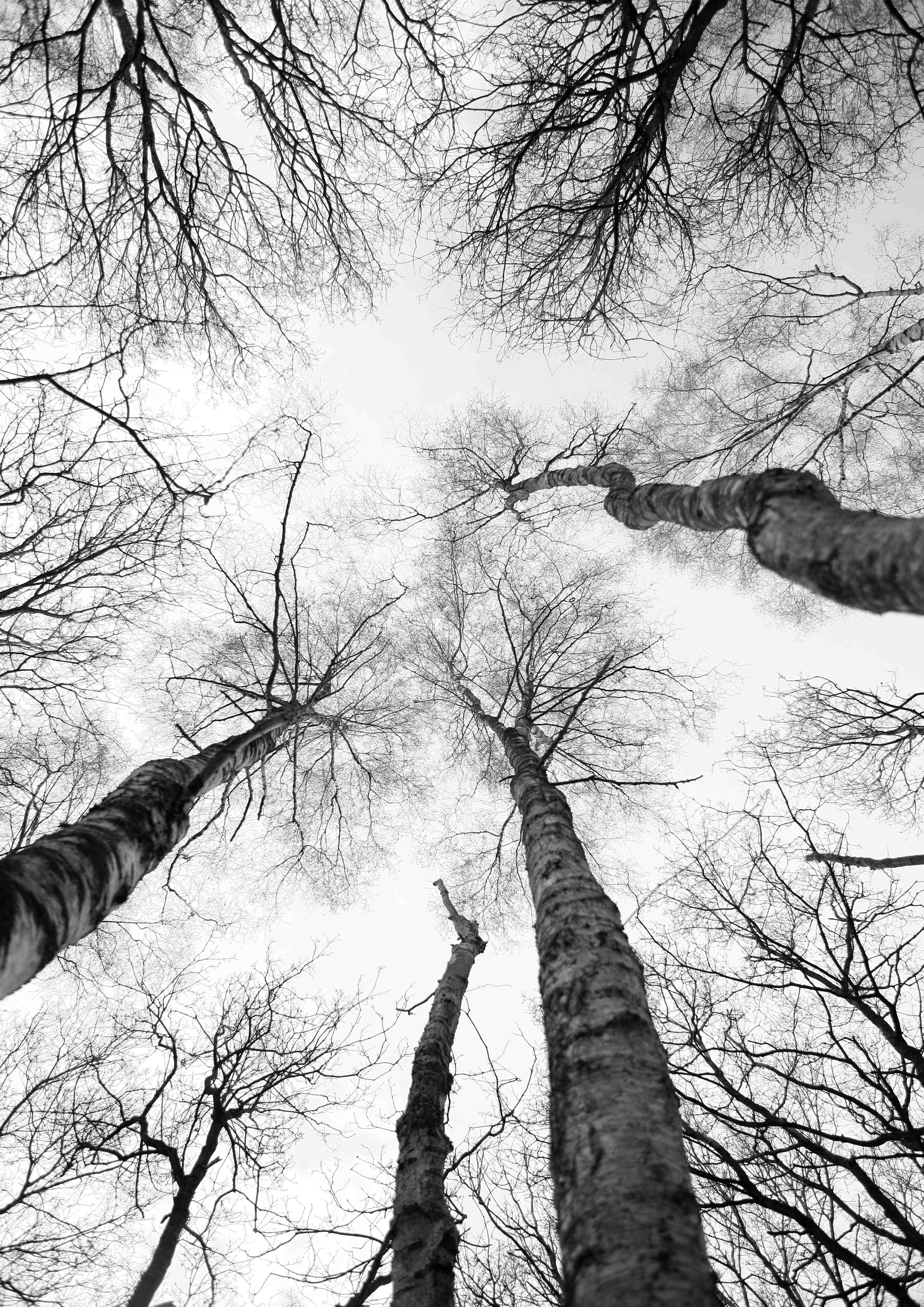 Babyzimmer Wandgestaltung-Birken im Winter von unten