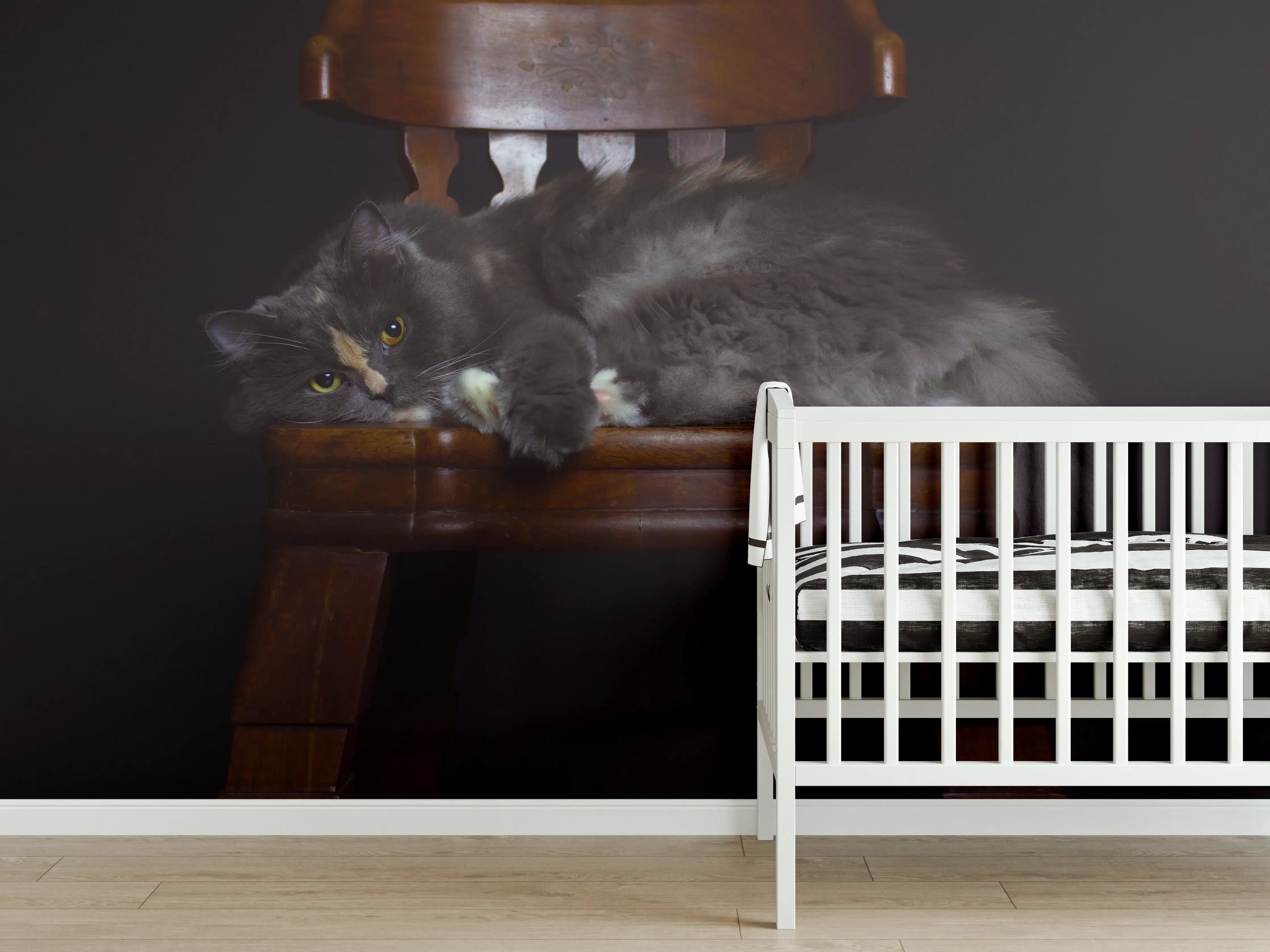 Babyzimmer Wandgestaltung - Britisch Langhaarkatze auf Holzstuhl