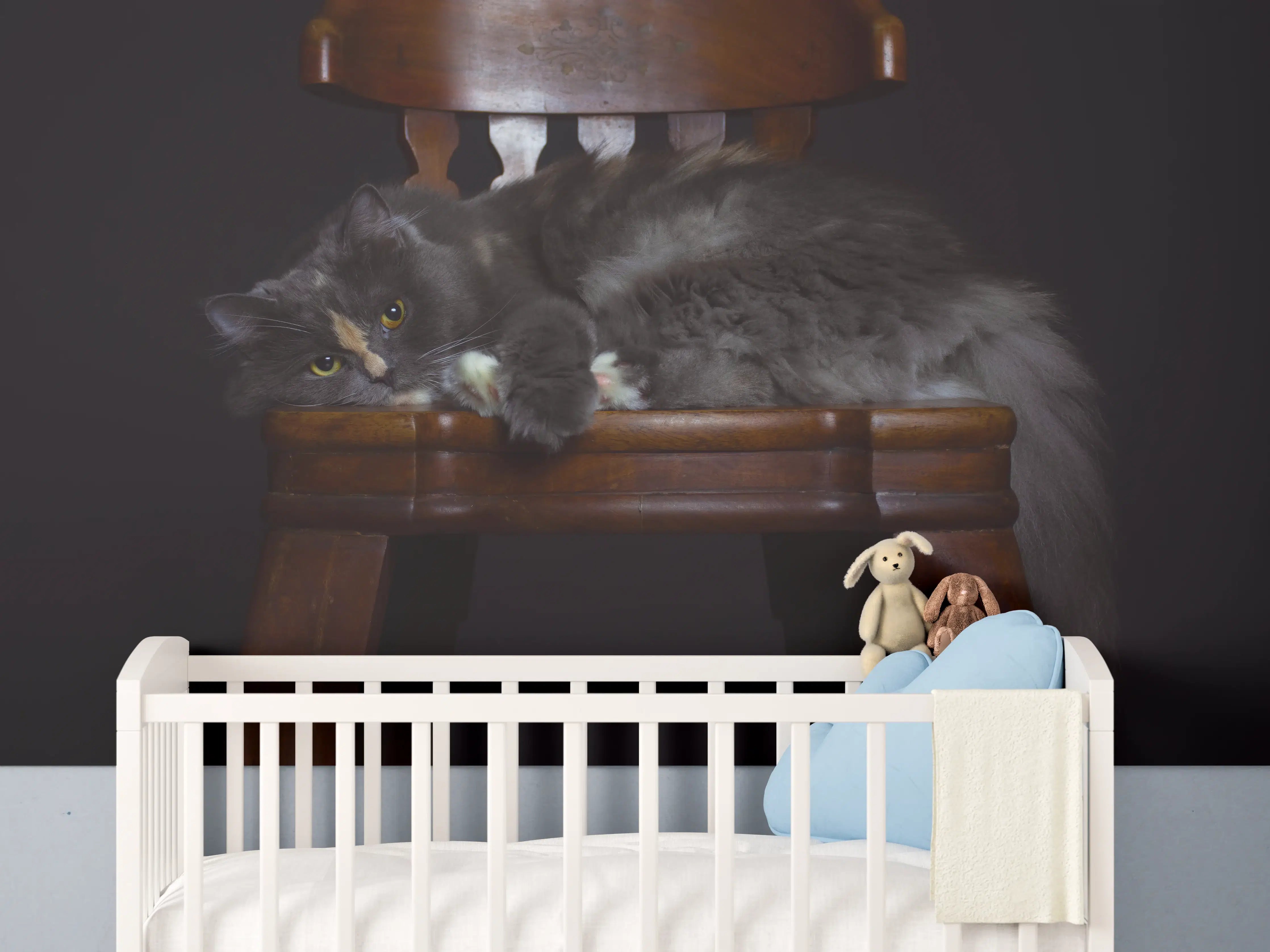 Babyzimmer Wandgestaltung - Britisch Langhaarkatze auf Holzstuhl