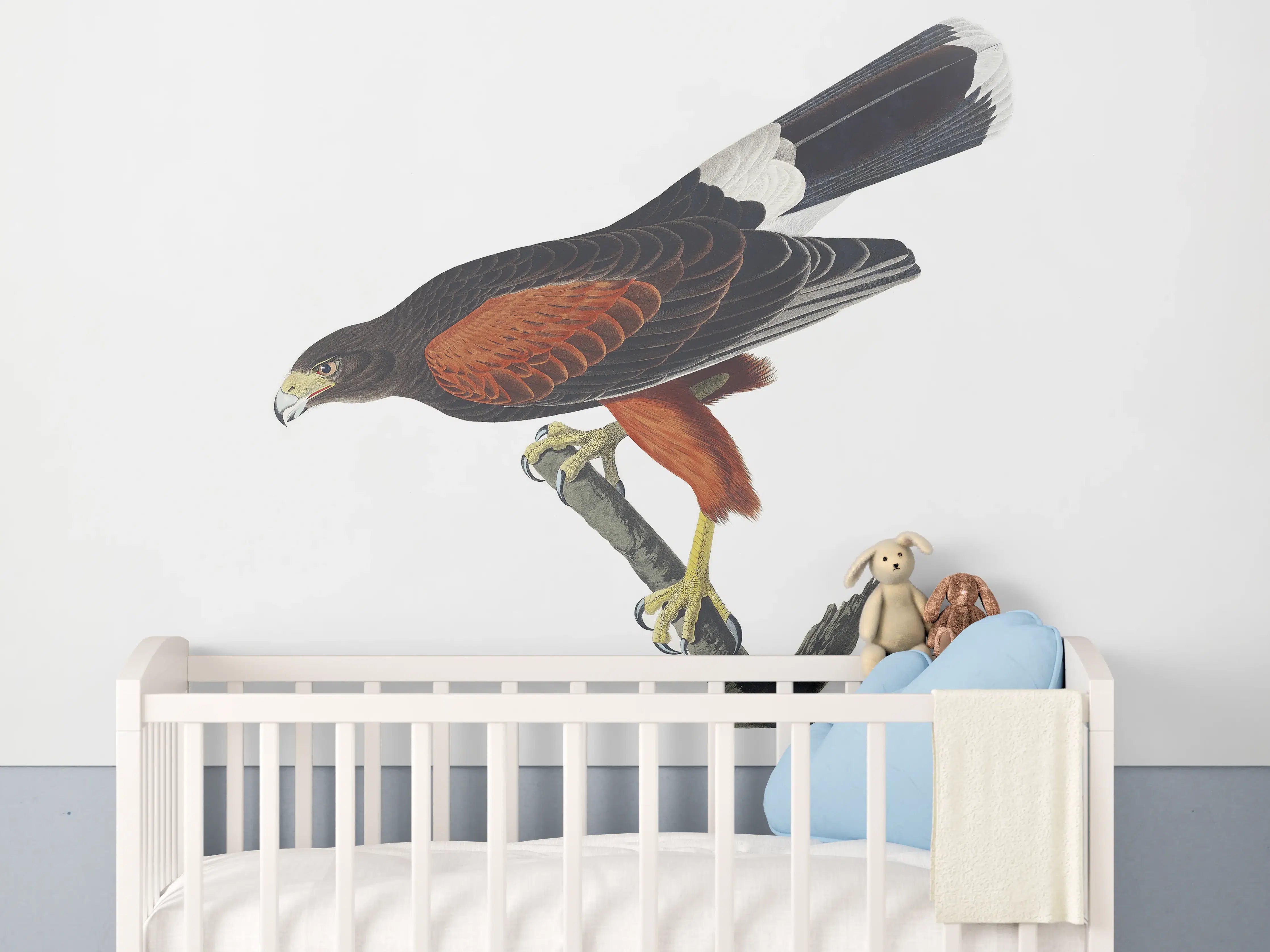 Babyzimmer Wandgestaltung - Falken Portrait - John James Audubon