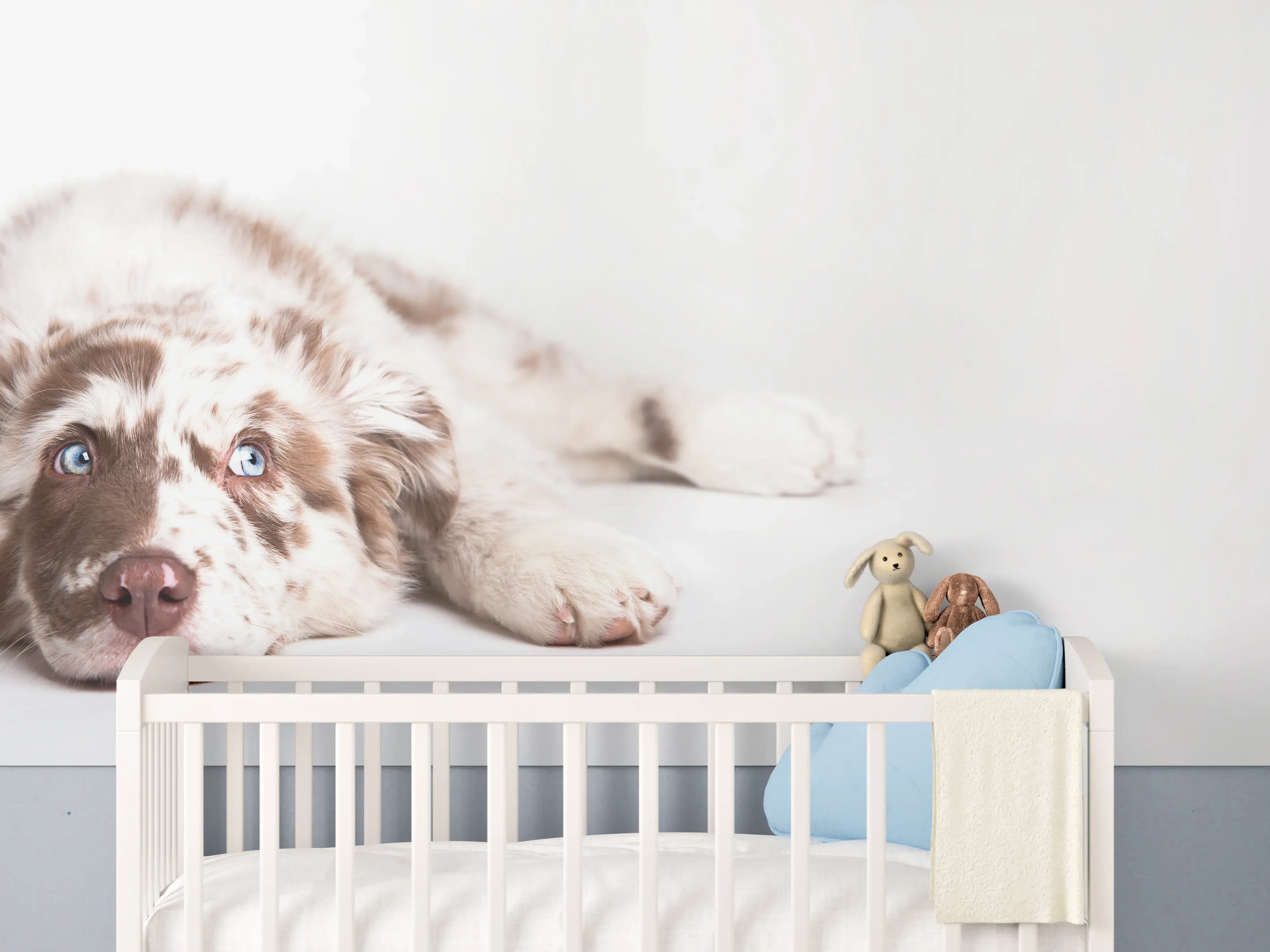 Babyzimmer Wandgestaltung - Hunde Portrait - Australian Shepherd