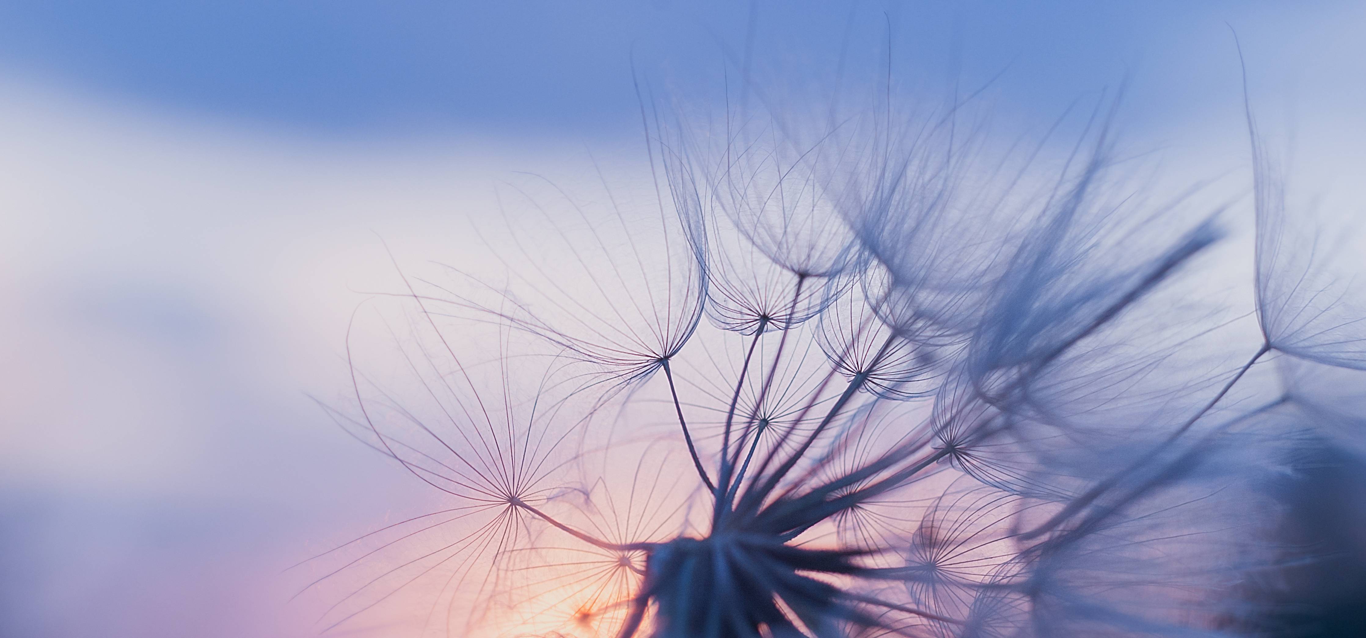 Babyzimmer Wandgestaltung-Leicht verschwommene Pusteblume vor Sonnenuntergang